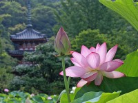 /album/daimeiyaku/flor-de-loto-jpg/
